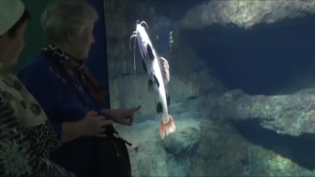 Mayor acuario de Europa - El Nuevo Día