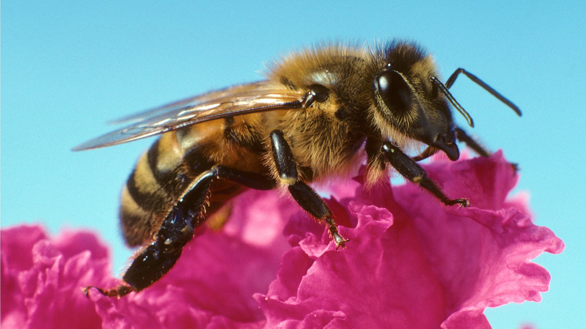 ¿Se acerca el fin de los insectos?