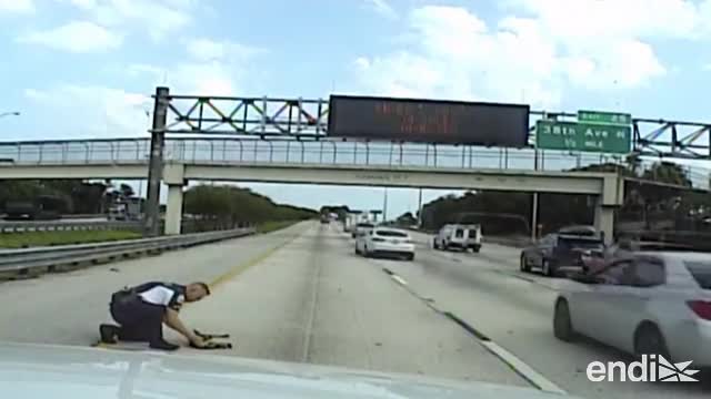 Milagroso rescate de un perro atropellado en la autopista de Florida ...