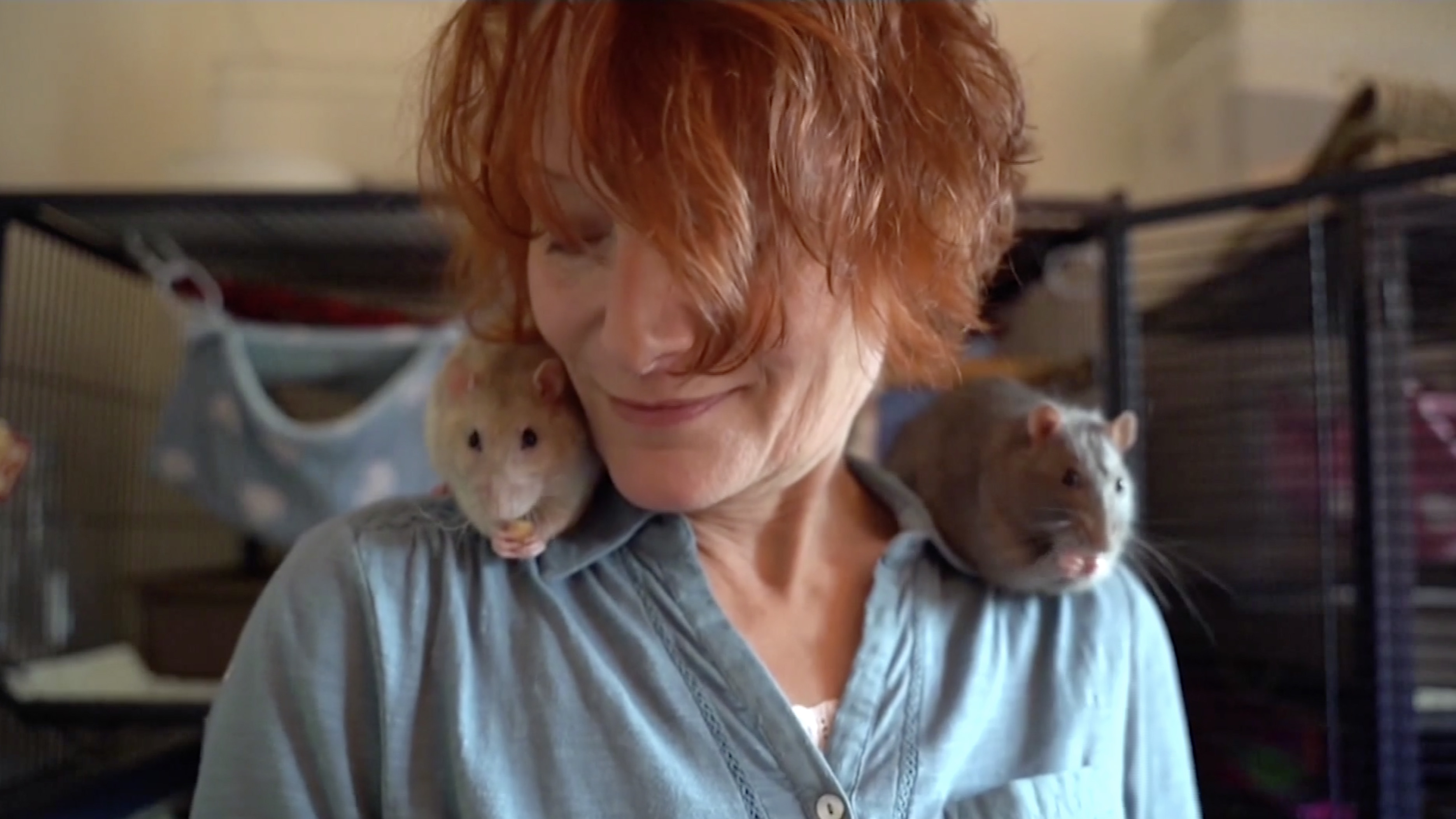 Mujer cría a 36 ratas como sus hijos - Videos - Primera Hora